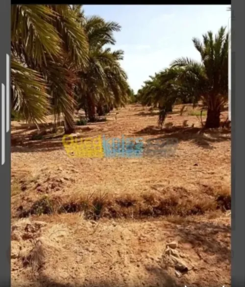 Vente Terrain Agricole Biskra Oumache