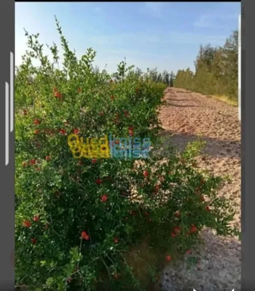 Vente Terrain Agricole Biskra Oumache