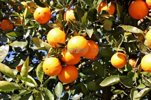 Exportation tout les produit agro-alim