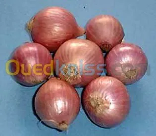 Exportation tout les produit agro-alim