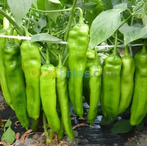 Exportation tout les produit agro-alim