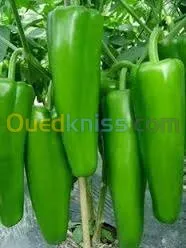 Exportation tout les produit agro-alim
