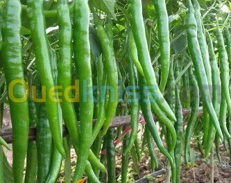 Exportation tout les produit agro-alim
