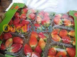 Exportation tout les produit agro-alim