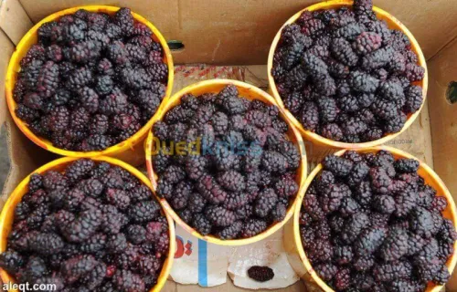 Exportation tout les produit agro-alim