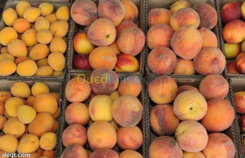 Exportation tout les produit agro-alim