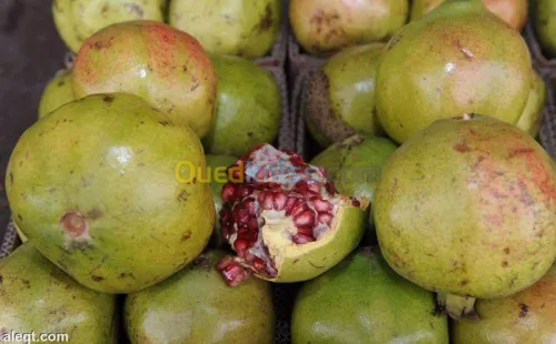 Exportation tout les produit agro-alim