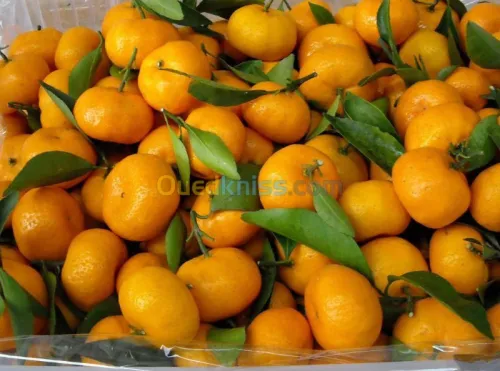 Exportation tout les produit agro-alim