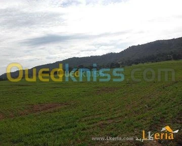 Vente Terrain Medea Berrouaghia