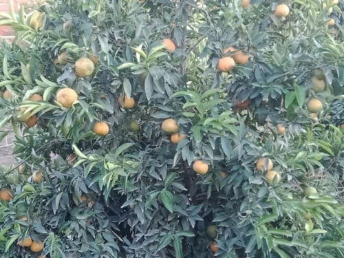Vente Terrain Agricole Aïn Defla Ain defla
