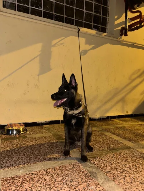 malinois charbonni