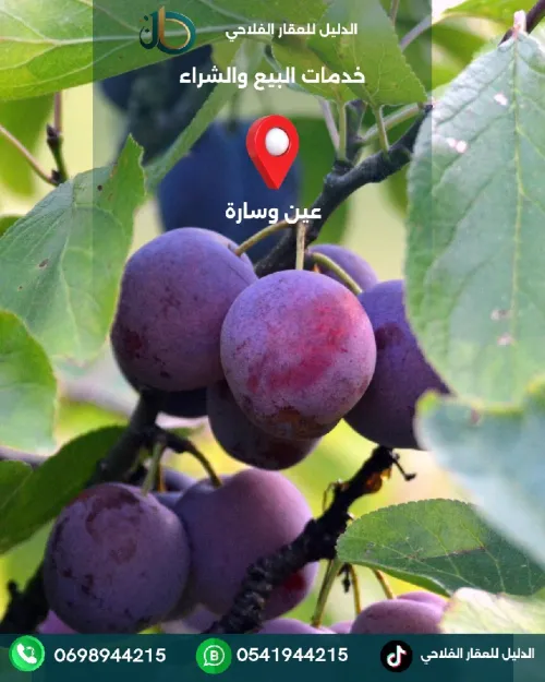 Vente Terrain Agricole Djelfa Ain oussara
