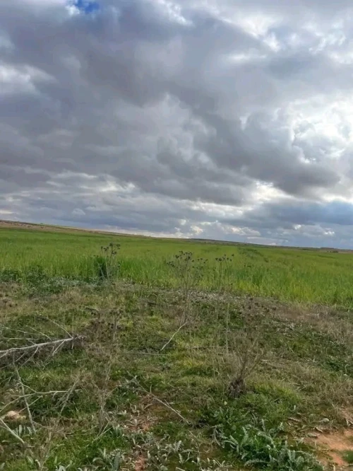 Vente Terrain Agricole Djelfa Ain oussara