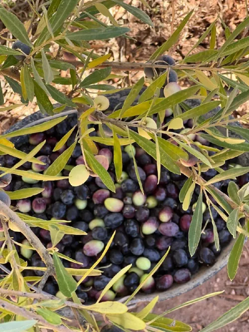 Vente Terrain Agricole Djelfa Ain oussara