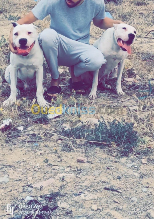Dog argentain femelle 