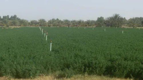 Vente Terrain Agricole Biskra Sidi okba