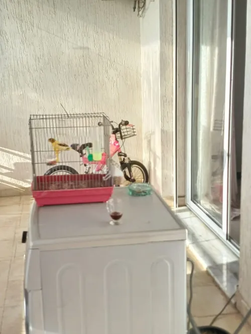 Location Appartement F3 Alger Draria