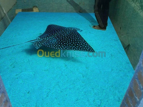 epoxy floor