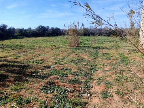 Vente Terrain Mostaganem Sayada