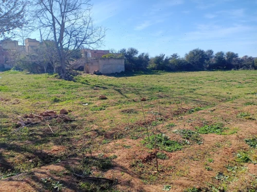Vente Terrain Mostaganem Sayada