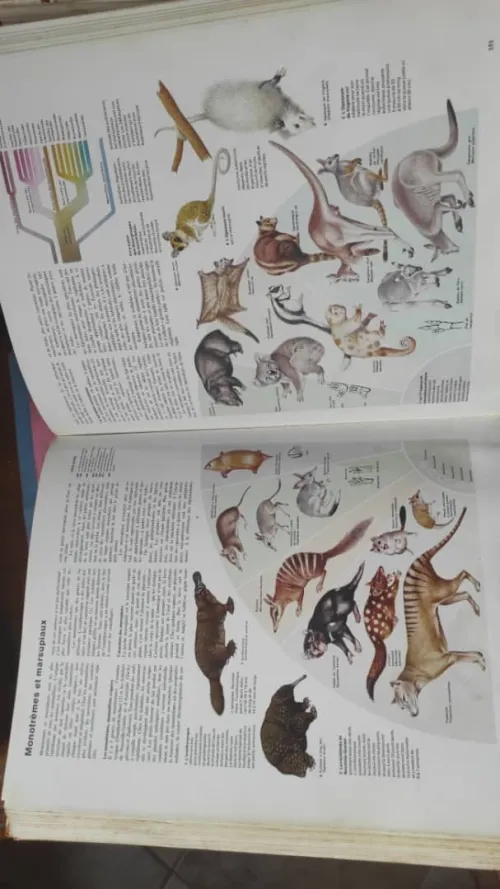 livre Larousse  Encyclopédie كتب لغوس