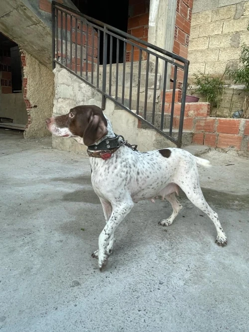Femelle Chien de chasse Barack français 