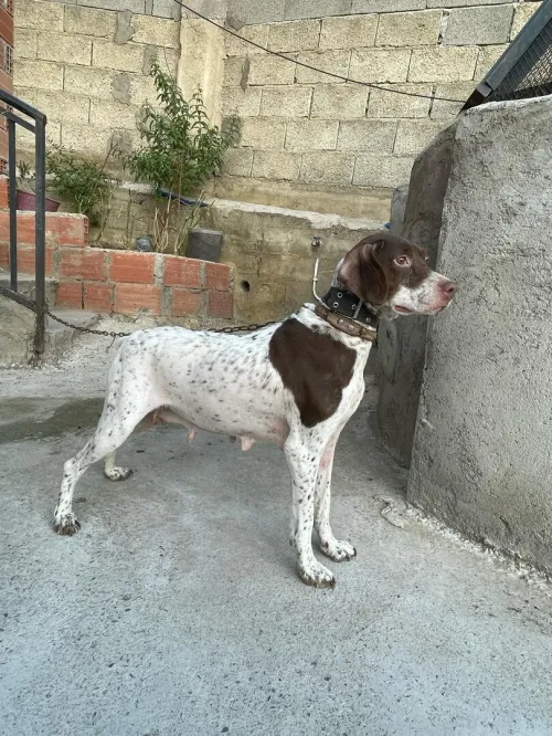 femelle Chien de chasse Barack français