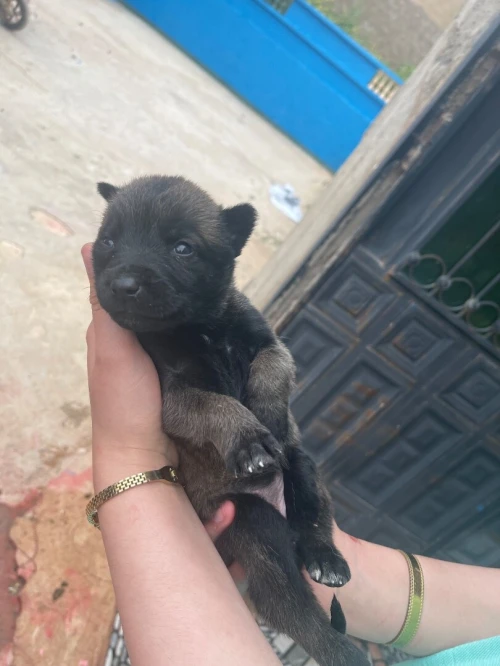 Vend bébé malinois