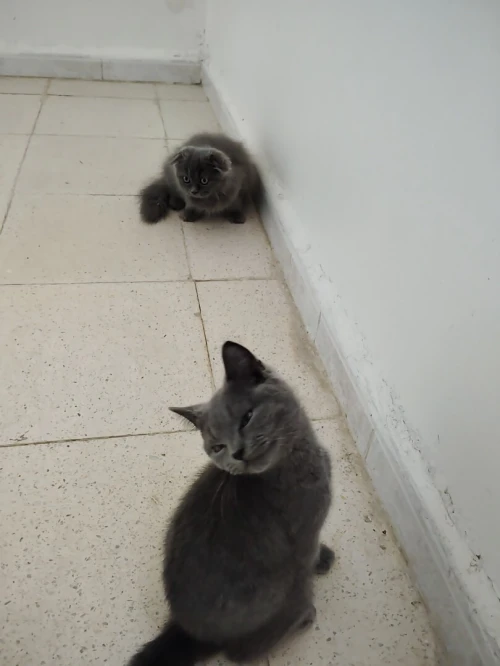 Chaton British Shorthair / Scottish Fold