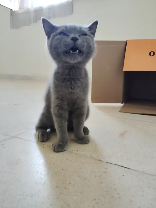 Chaton British Shorthair / Scottish Fold