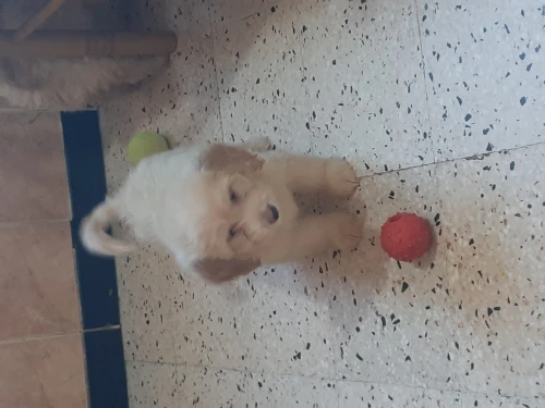 Caniches Bichon pure race 