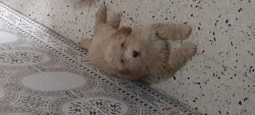 Caniches Bichon pure race âgés de 3 mois 
