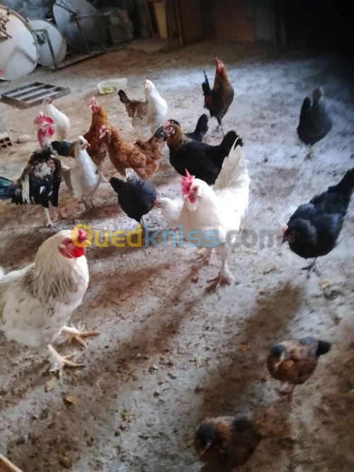 بيع دواجن جملة 58طير بين دجاج وسردوك وبط 