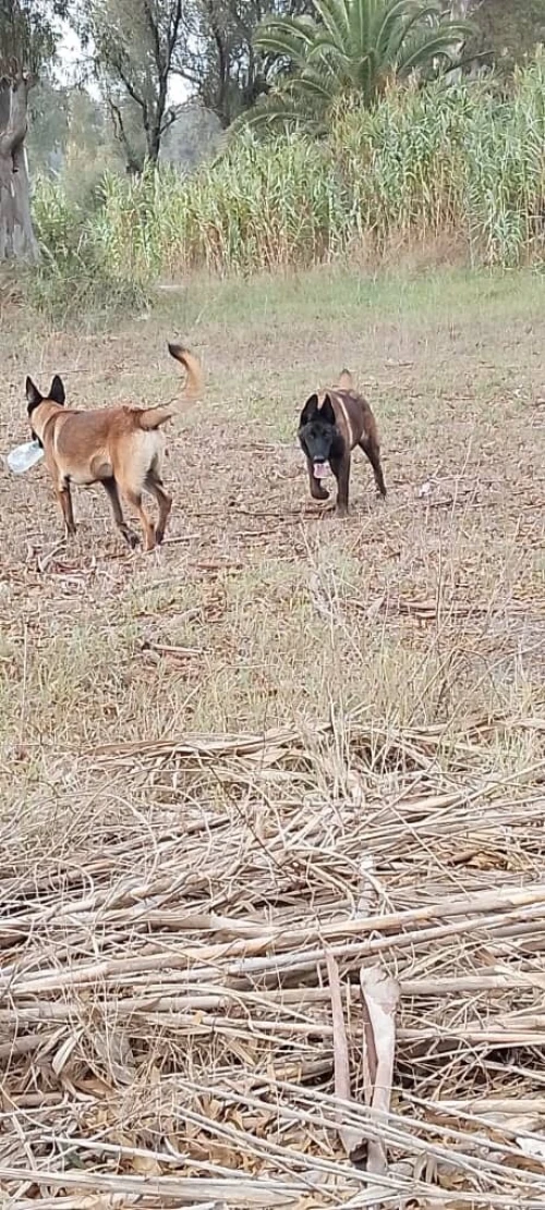 hiots Malinois charbonnés ,7 mois disponibles,Annonce sérieuse 