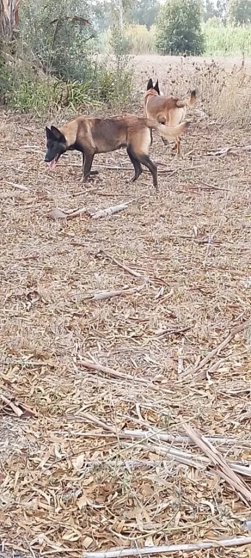 hiots Malinois charbonnés ,7 mois disponibles,Annonce sérieuse 