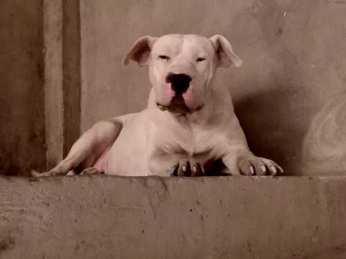 femelle dogue argentin
