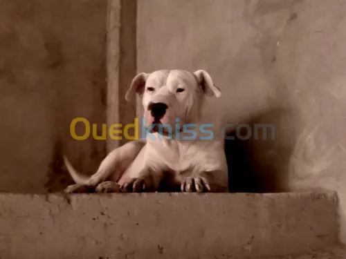 femelle dogue argentin