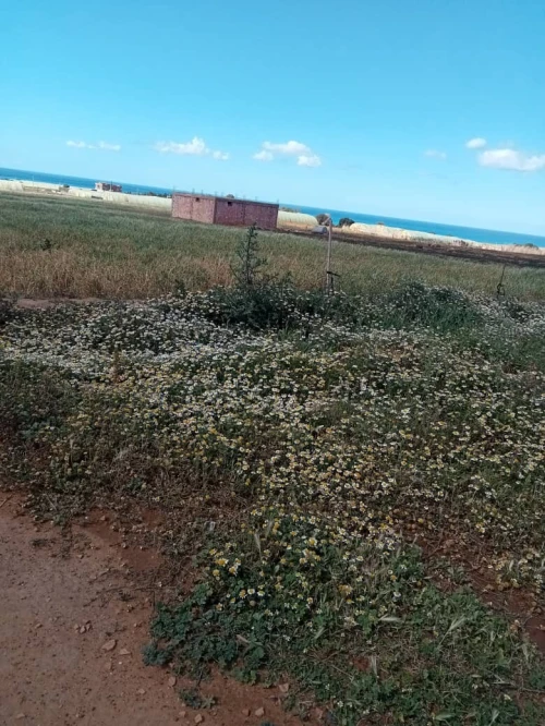 Vente Terrain Mostaganem Achaacha
