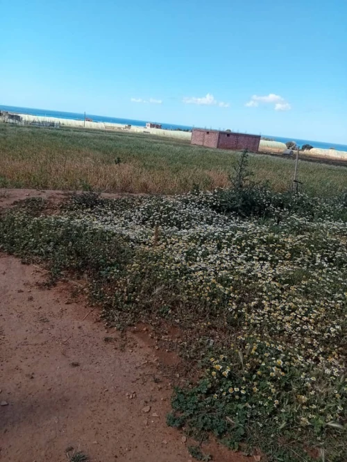 Vente Terrain Mostaganem Achaacha