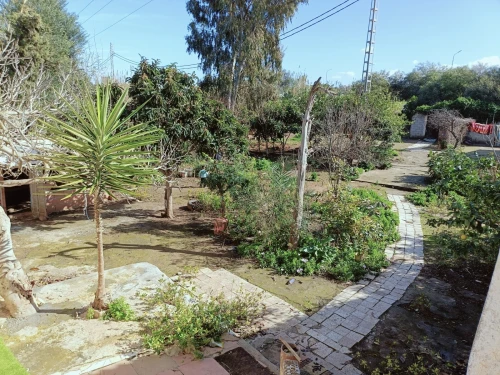 Vente Terrain Agricole Tipaza Douaouda