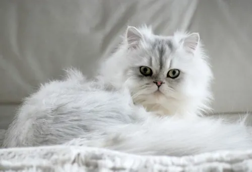 Chat persan
