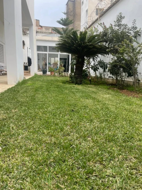 Gazon naturel عشب طبيعي 