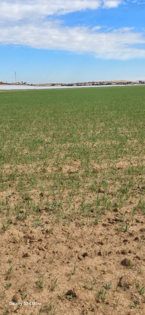 Vente Terrain Agricole Relizane Ouled el djemaa