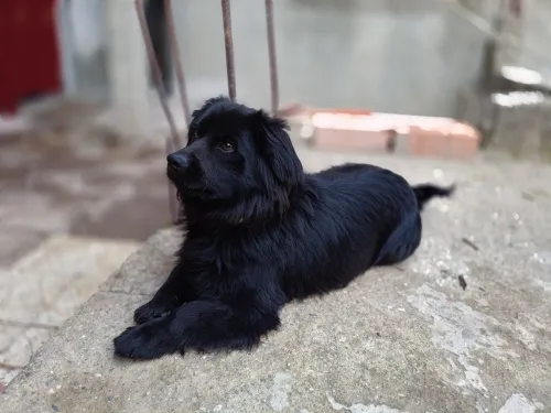 Chien