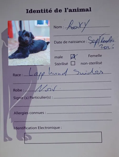 Chien