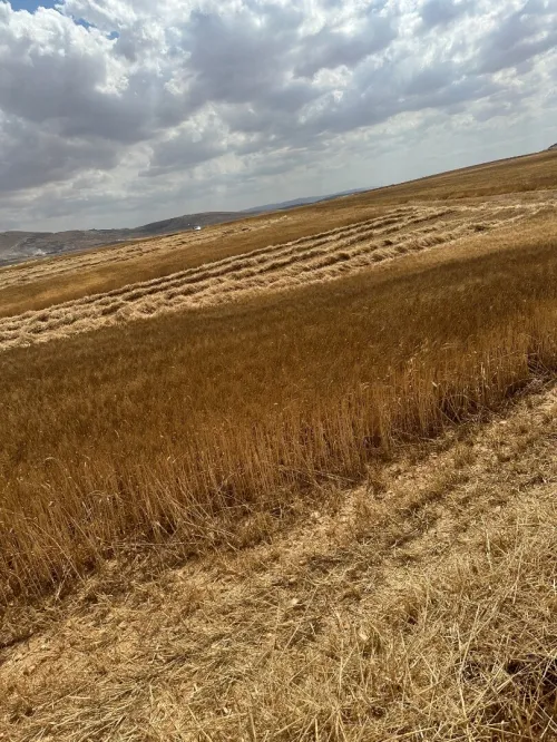Vente Terrain Agricole Bordj Bou Arreridj Ain taghrout
