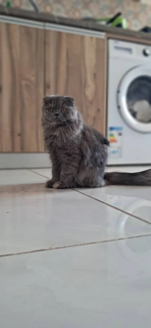 Scottish fold long hair femelle 