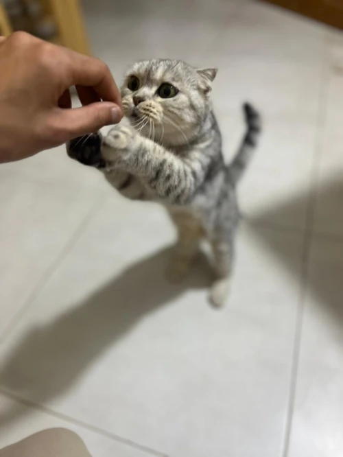 Scottish fold femelle