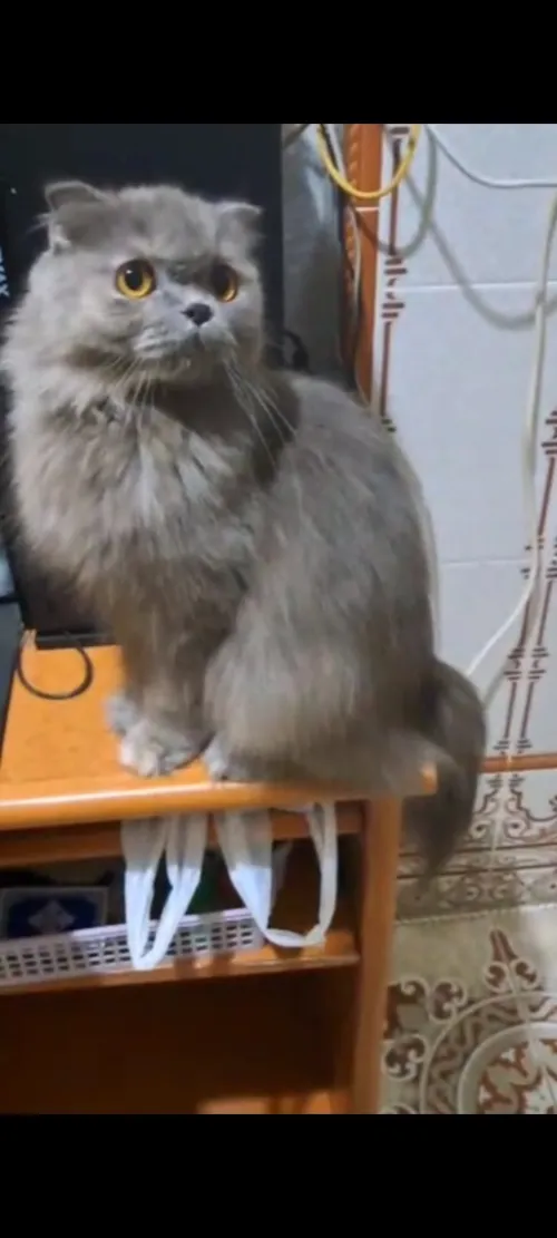 Scottish fold long hair femelle 