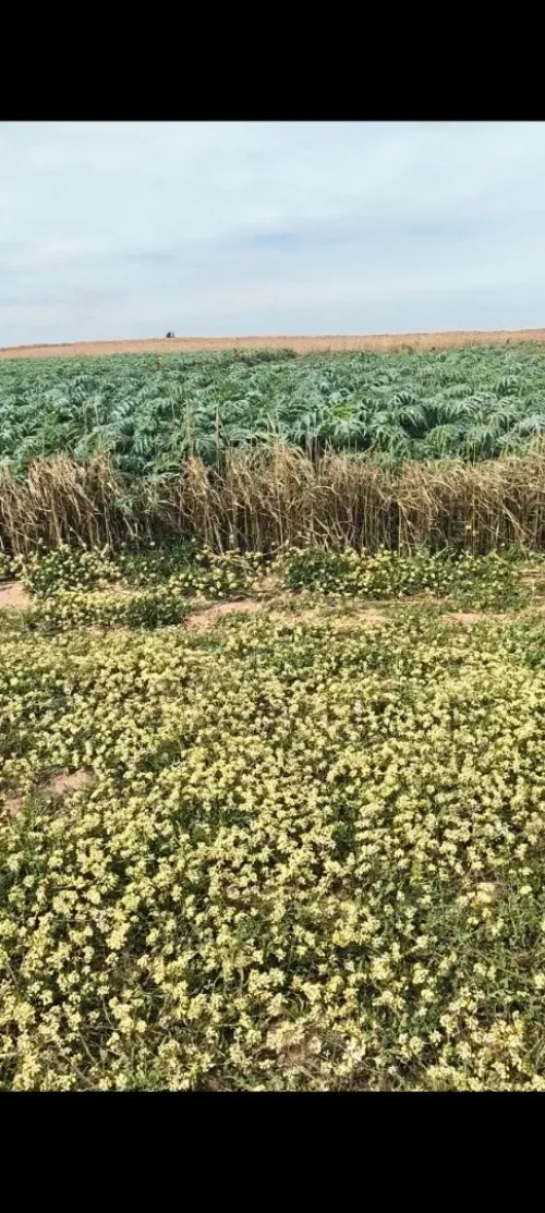 Vente Terrain Agricole Djelfa Benhar